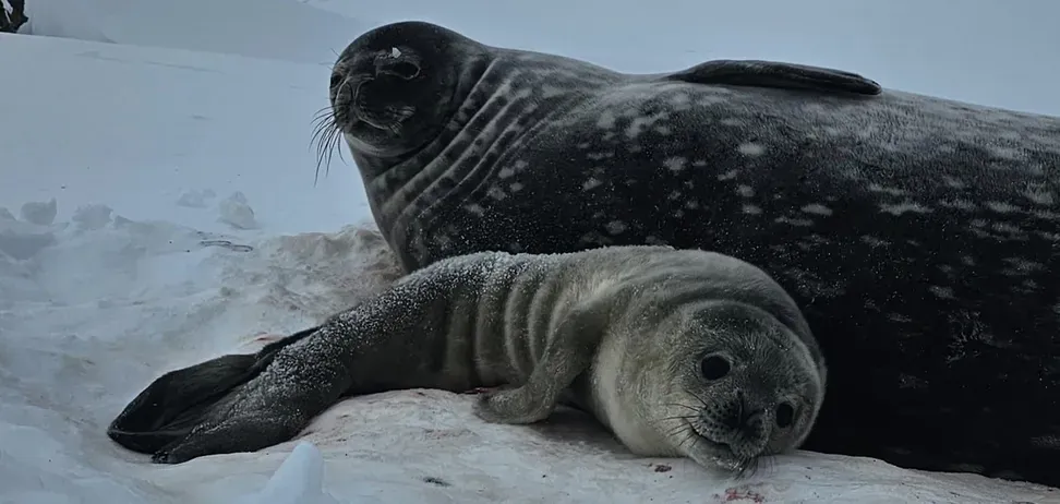 The first baby of this season: Ukrainian polar explorers show a seal born near Vernadsky