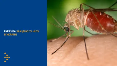 Two cases of West Nile fever detected in Khmelnytsky region