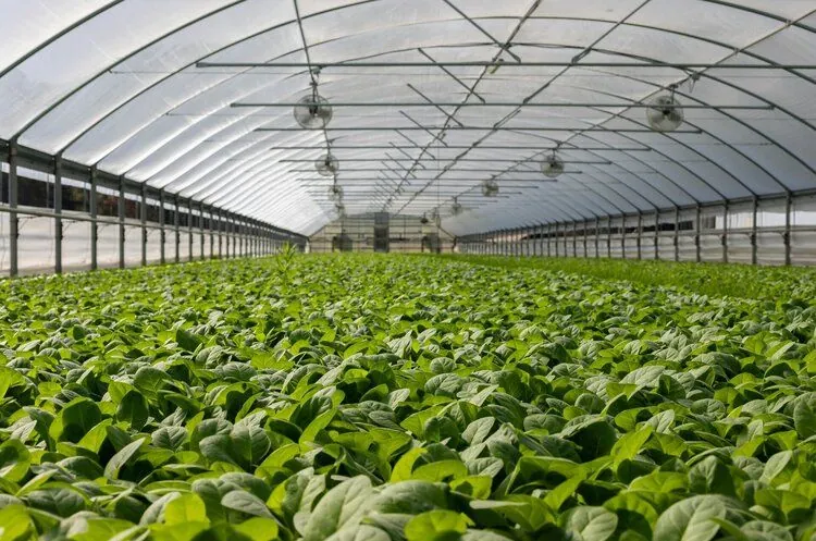 UAH 1 billion in grants have already been issued to create greenhouses and gardens: Shmyhal on the results of support for farmers