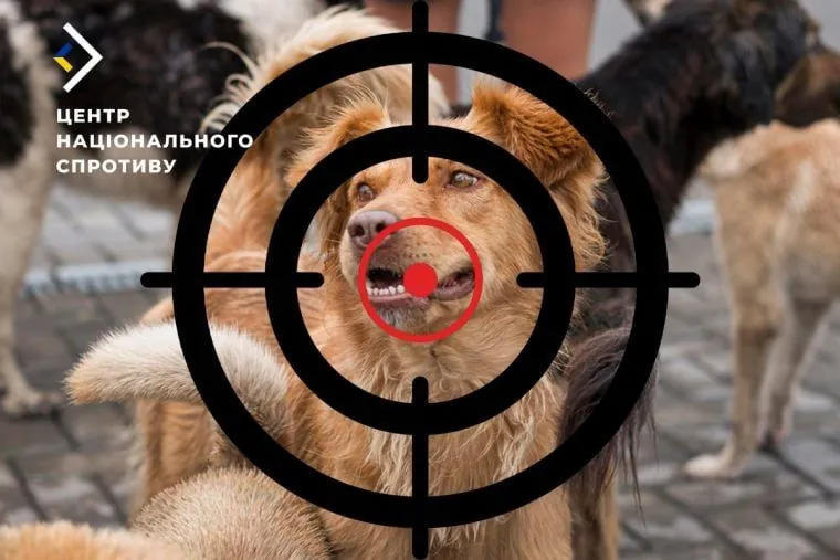 Russians shoot stray dogs in the occupied Kherson region - Resistance