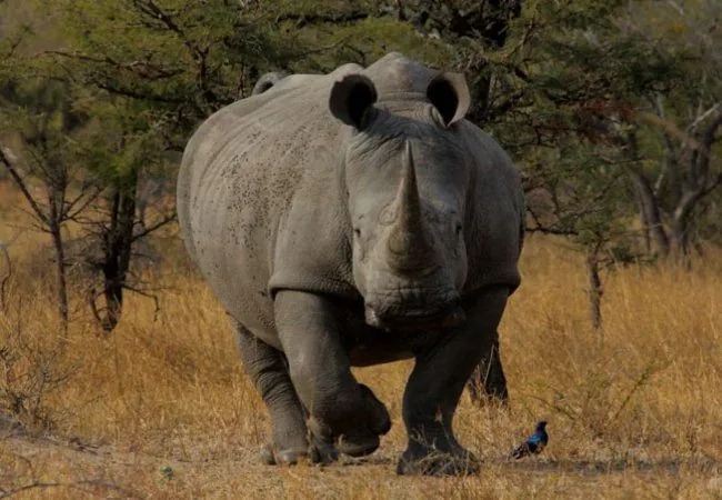 september-22-world-rhino-day-autumnal-equinox-white-chocolate-day