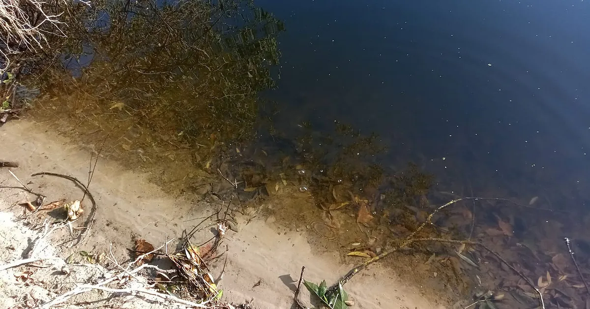 Repeated pollution is moving along the Seim River: darkening of water is recorded in Baturyn