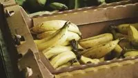 Germany finds 95 kg of cocaine in banana boxes in supermarkets