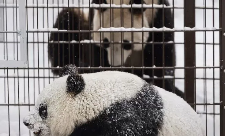 finnish-zoo-to-return-two-pandas-to-china-due-to-expensive-animal-maintenance