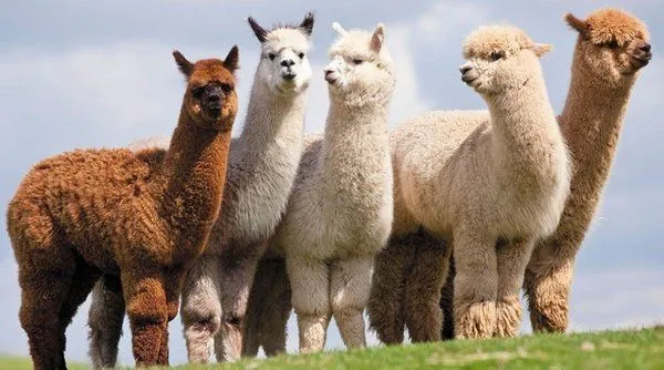 September 26: Alpaca Day, Birthday of the gramophone