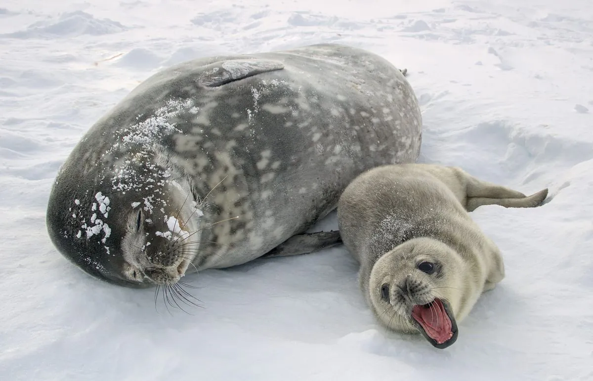 SeaBaby is now in Antarctica: Ukrainian polar explorers have chosen a name for the newborn seal