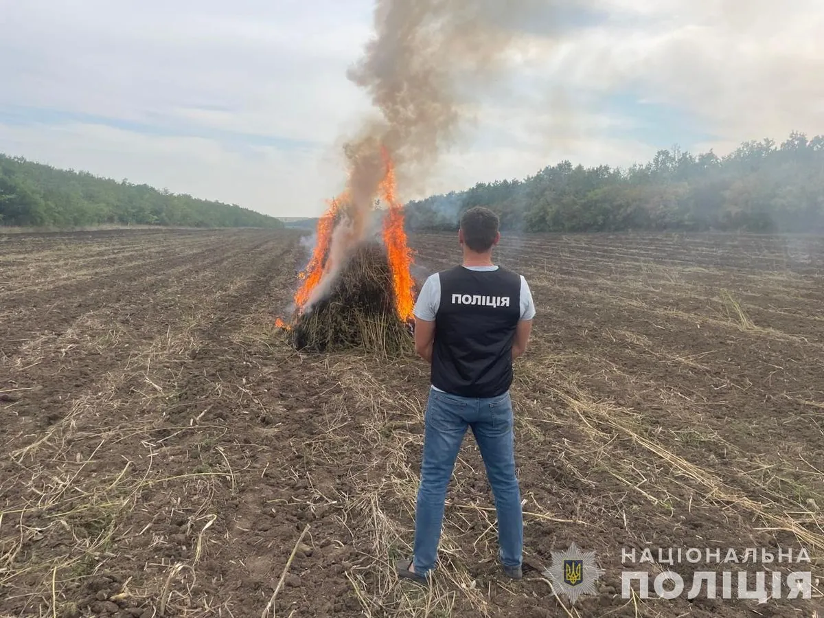 В Одесской области на землях государственного лесного фонда обнаружили плантацию конопли на почти 300 млн гривен