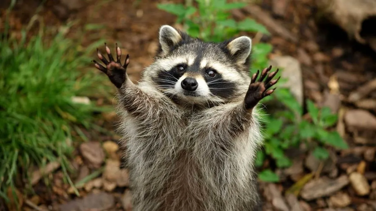 world-raccoon-day-cd-player-day-international-vegetarian-day-what-else-can-be-celebrated-on-october-1