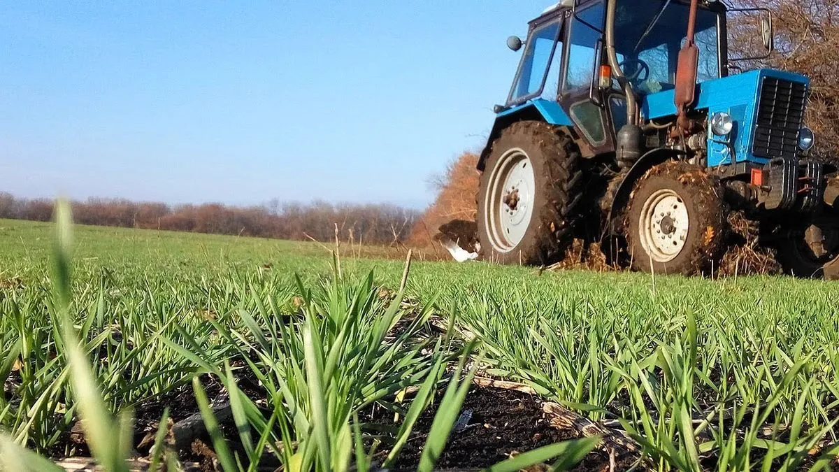 Посівна: в Україні засіяно 2,8 млн га озимих культур, лідирує Волинь