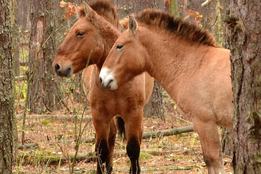 twins-of-przewalskis-horses-were-born-in-the-chornobyl-reserve