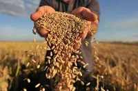 Grain harvest in Ukraine in August 2024 is less than last year