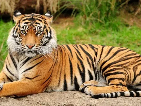 Dozens of tigers die after bird flu outbreak in Vietnam's zoos