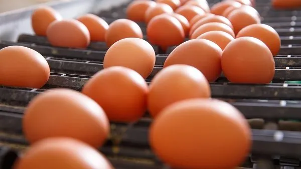 Romania wants to restrict imports of eggs and poultry meat from Ukraine