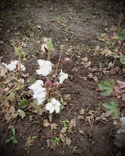 The first cotton has grown in Ukraine: Kiper published photos