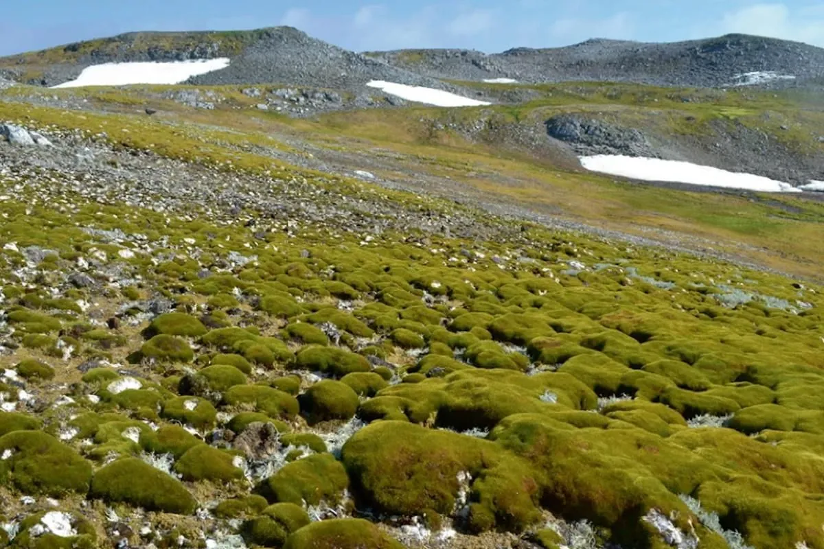 antarctica-is-getting-greener-vegetation-area-has-increased-10-times-in-40-years