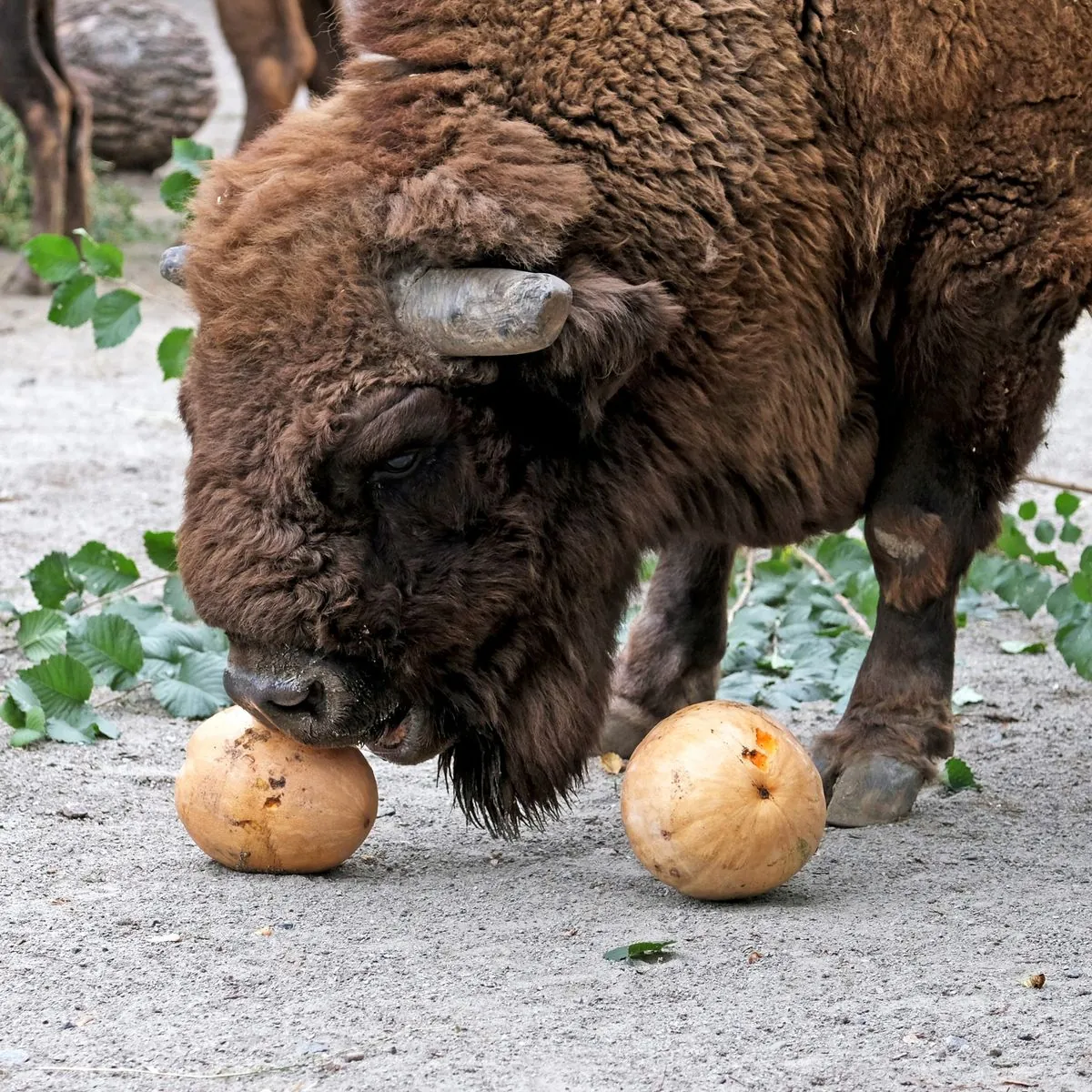 pumpkin-weekends-started-in-the-kyiv-zoo-the-cutest-photos-of-autumn-treats