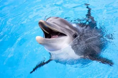 dolphins-can-smile-and-do-it-very-often-new-study-by-scientists