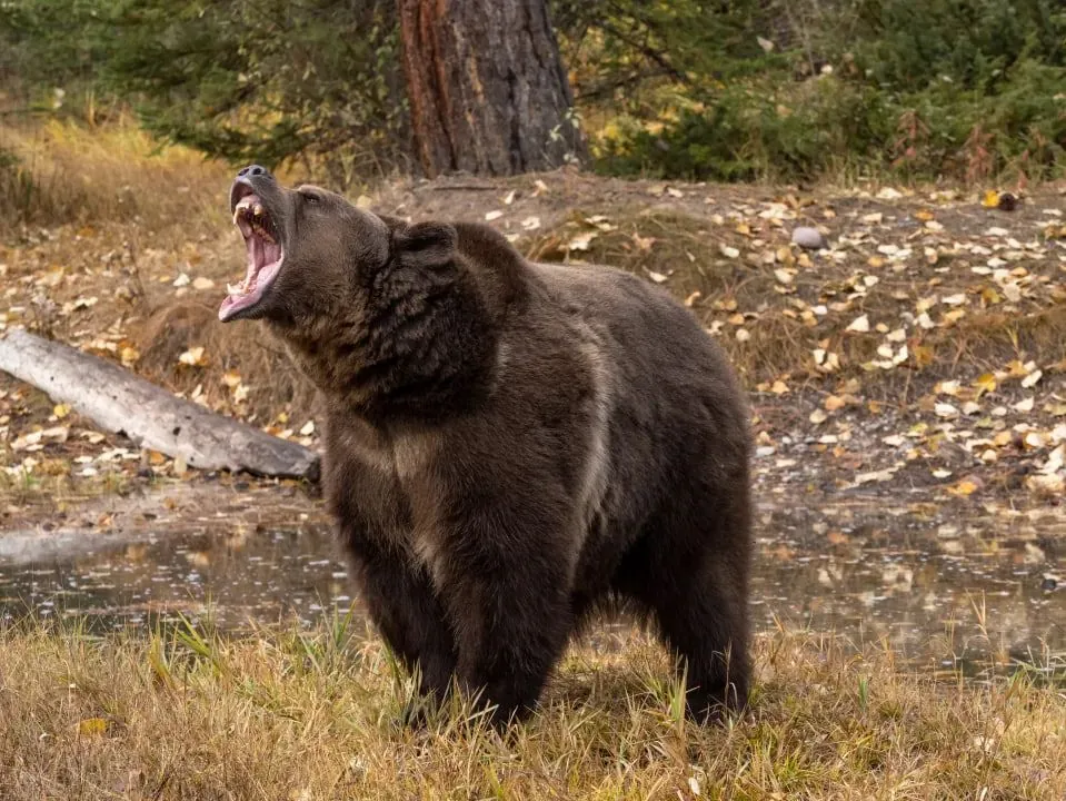 55-year-old mushroom picker dies in forest during bear attack in Slovakia