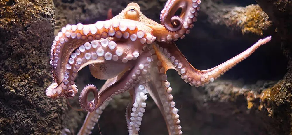 October 8: World Octopus Day, Day of the Lawyer of Ukraine