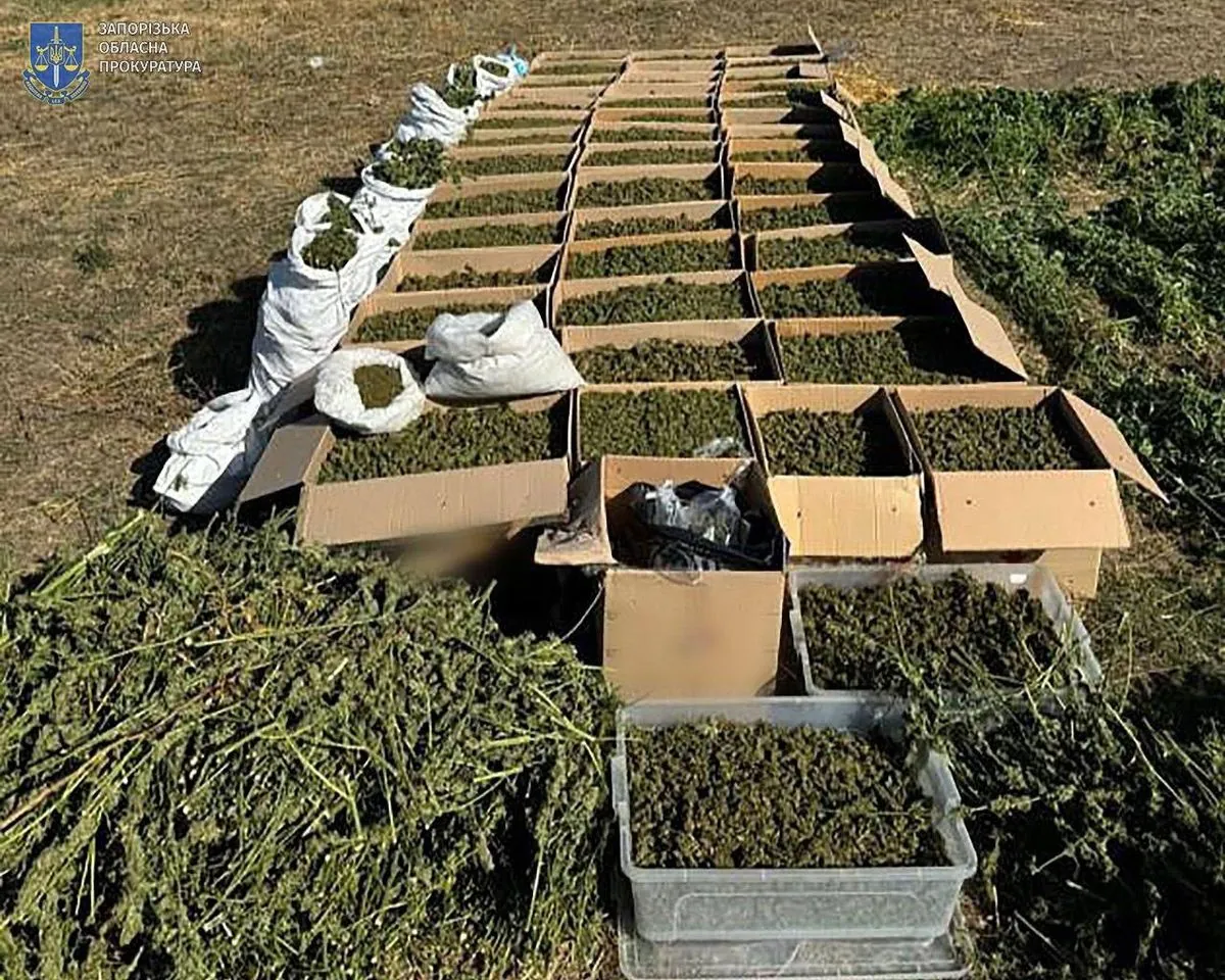 cannabis-plantation-and-dry-cannabis-worth-almost-uah-94-million-found-in-zaporizhzhia-detained