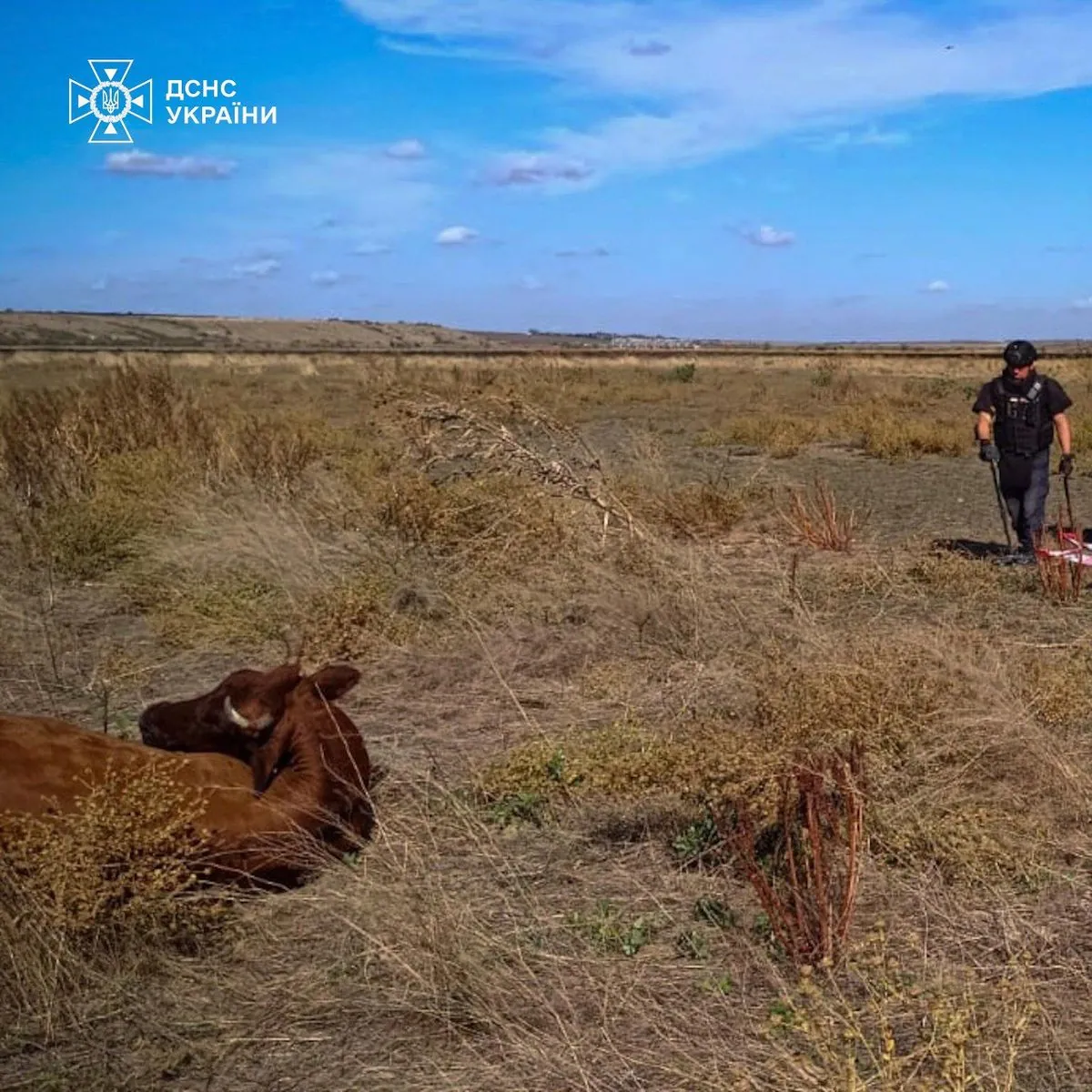 na-nikolaevshchine-pastukh-vipasal-skot-na-zaminirovannom-pole-chetire-korovi-podorvalis