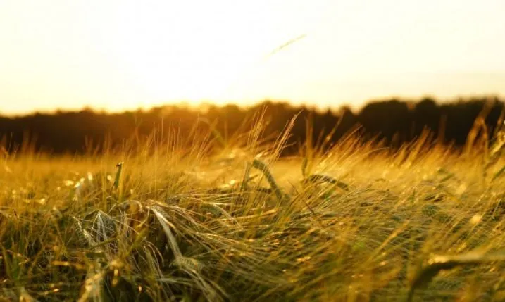 agrarians-of-odesa-region-lead-in-gross-grain-harvest-khmelnytsky-region-in-grain-yield