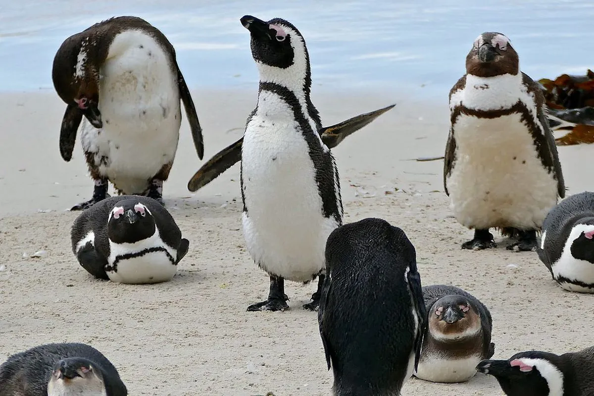 International African Penguin Day, World Economist Day, Columbus Day. What else can be celebrated on October 12