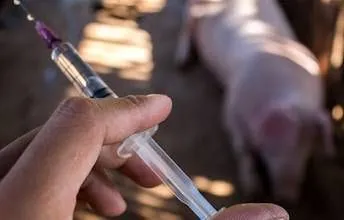 African swine fever detected in Poltava region, quarantine introduced in three villages