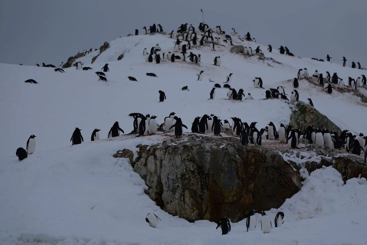 the-great-return-of-penguins-to-vernadsky-station-in-antarctica-has-begun-photos