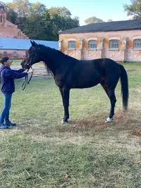 A new breed of trotting horses has appeared in Ukraine: 30 years of work have gone into it