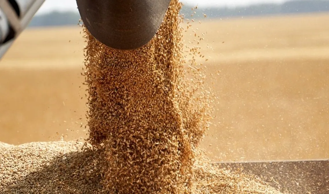 harvest-2024-over-60-million-tons-of-grains-and-oilseeds-harvested-with-odesa-and-khmelnytsky-regions-among-the-leaders