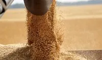 Harvest-2024: over 60 million tons of grains and oilseeds harvested, with Odesa and Khmelnytsky regions among the leaders