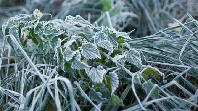 Intense frosts are expected in Ukraine over the next two nights - Ukrainian Weather Center