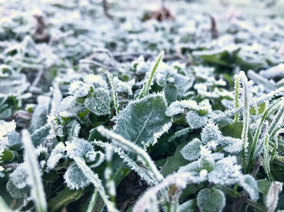 Frosts down to -2°C are expected in Kyiv at night