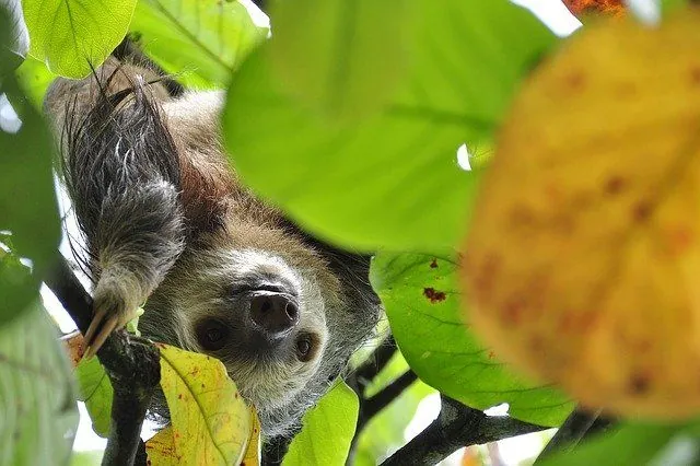 International Day of the Sloth, Air Traffic Controller Day, Day of Food Industry Workers of Ukraine. What else can be celebrated on October 20