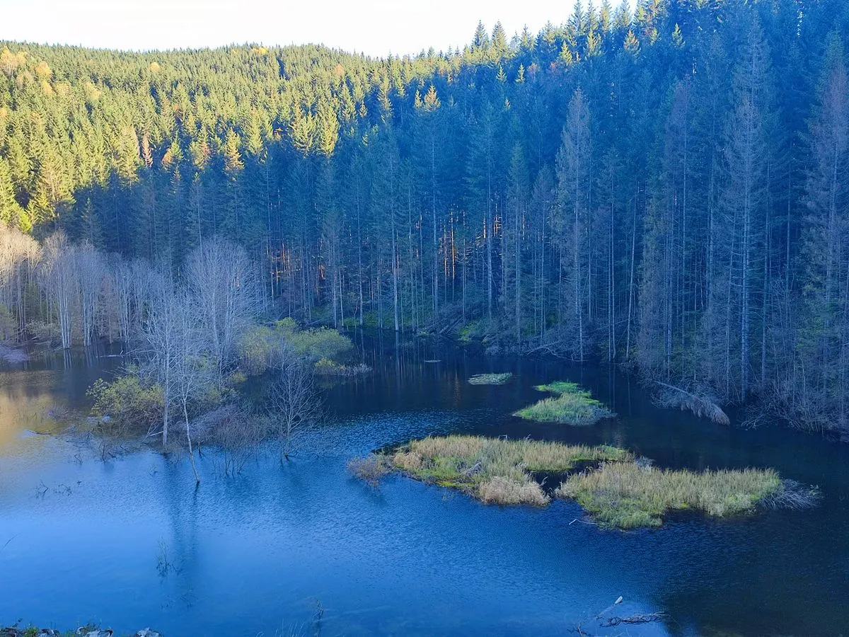 A lake formed in the Carpathians due to deforestation