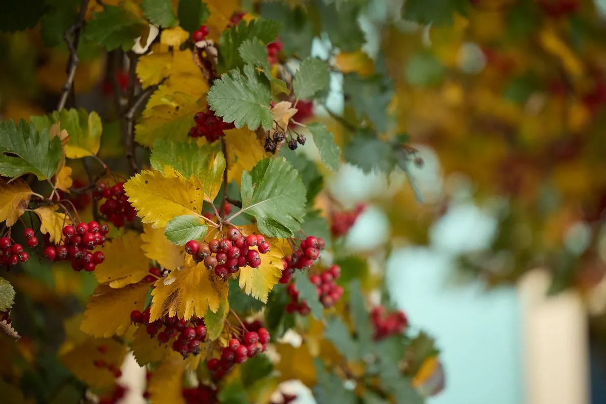 Dry and up to 17°C: weather forecast for today