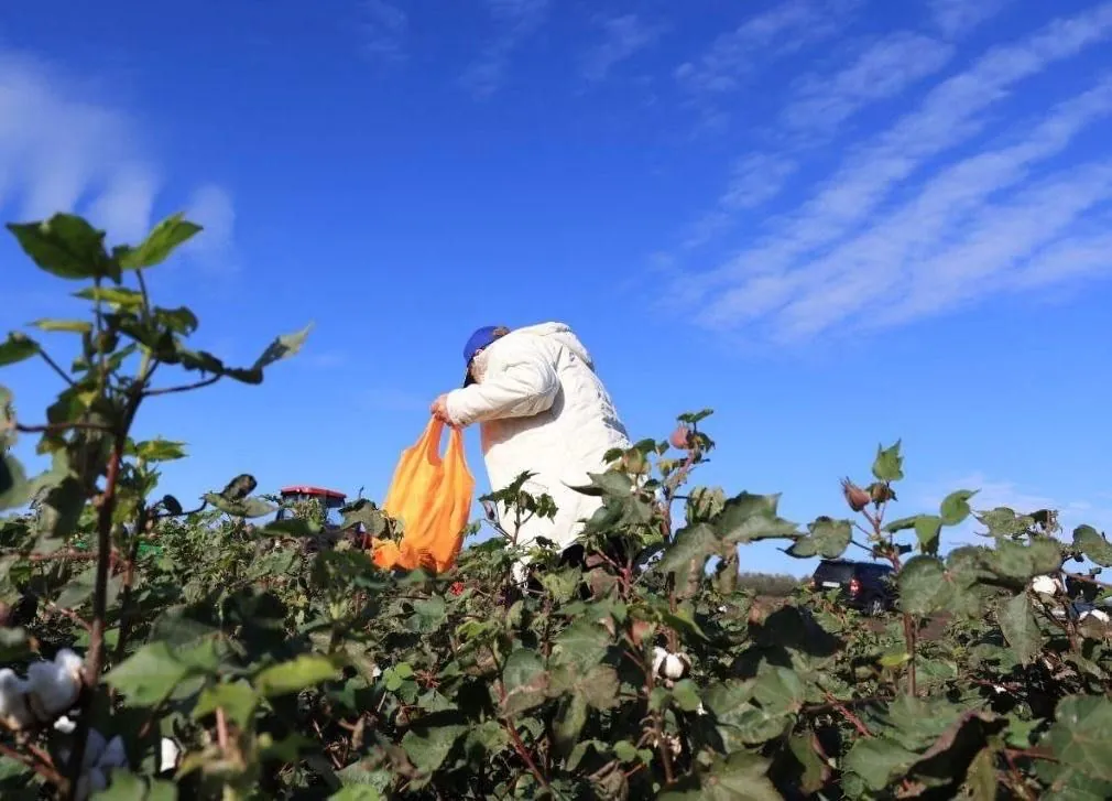 Ukraine completes the first harvest of cotton needed for gunpowder production