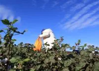 Ukraine completes the first harvest of cotton needed for gunpowder production