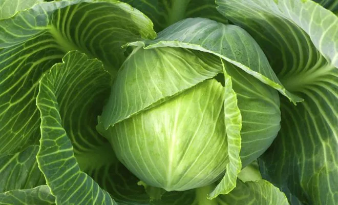 white-cabbage-has-become-cheaper-in-ukraine-how-much-does-it-cost