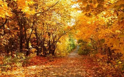 Weather in Ukraine on October 27: where it will be warm and where to expect rain