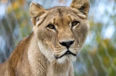 Rivne Zoo reveals details about the found dead lioness