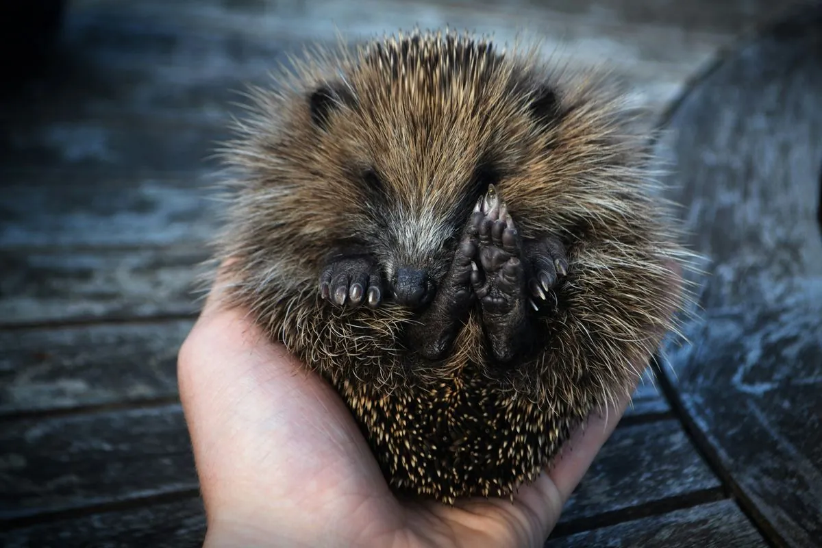 Hedgehogs “near threatened” on red list: what happened