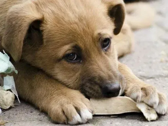 The number of cases of animal cruelty has increased: what are the penalties