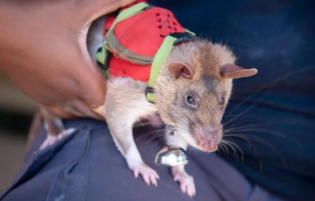 African bomb squad rats deployed to fight smuggling