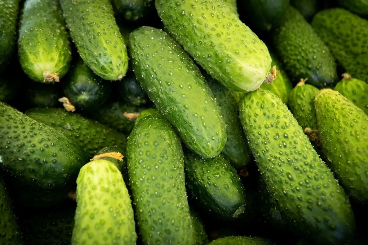 Cucumbers rise in price for four weeks in a row: what are the prices