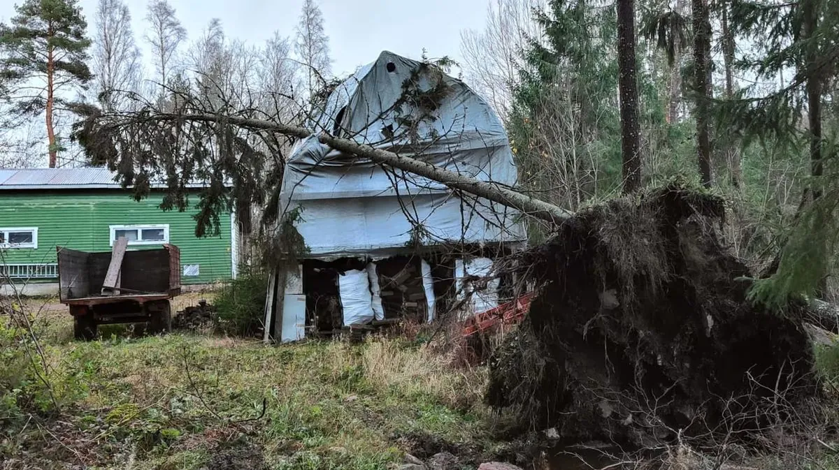 A hurricane is recorded for the first time in Finland: more than 17 thousand homes are without electricity