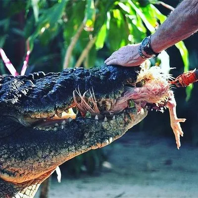 The world's largest captive crocodile has died in Australia