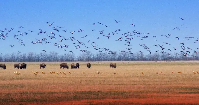 Director of the occupied Askania-Nova Nature Reserve, who transferred rare animals to russia, faces new suspicion