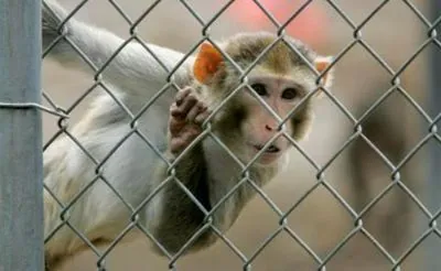 More than 40 experimental monkeys escape from custody in South Carolina